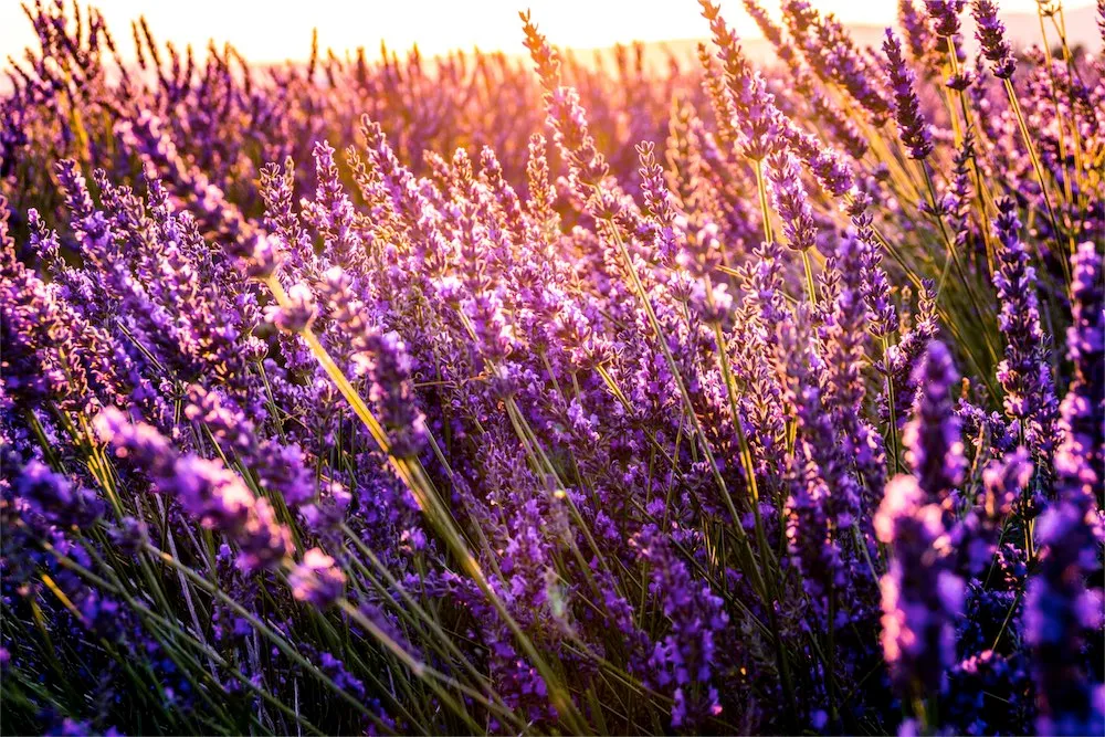 Lavender